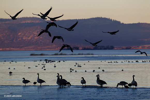 GCFL00678 Greater Canada Geese