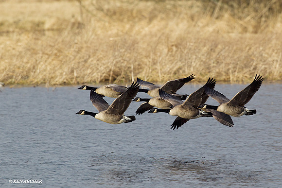 LCFL02333 Greater Canada Geese