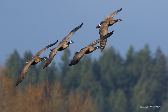 GRFL00990 - Greater Canada Goose