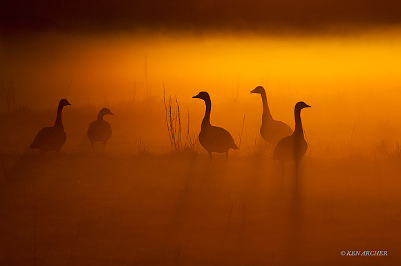 GRCG00872 - Greater Canada Geese