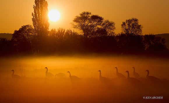 GRCG00852 - Greater Canada Geese