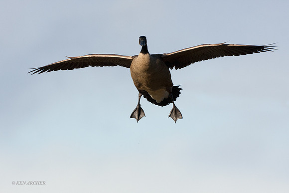 GCFL00370 Greater Canada Geese