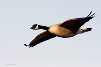 GCFL00194 Greater Canada Goose