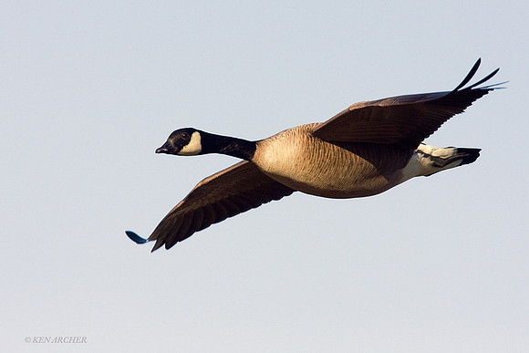 GCFL00194 Greater Canada Goose