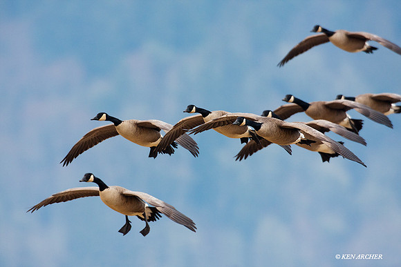 GCFL00456 Greater Canada Geese
