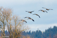 GCFL00184 Greater Canada Geese Alighting