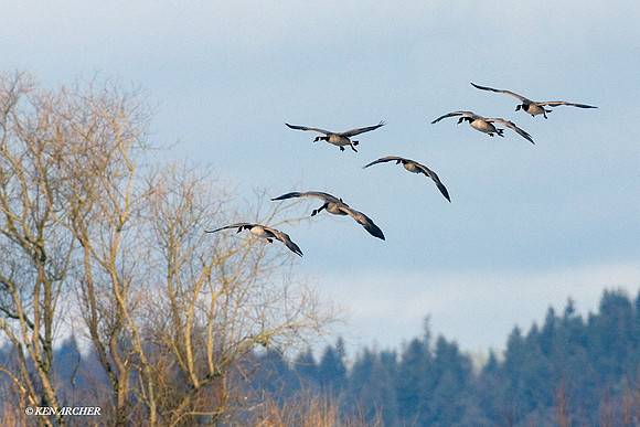 GCFL00184 Greater Canada Geese Alighting
