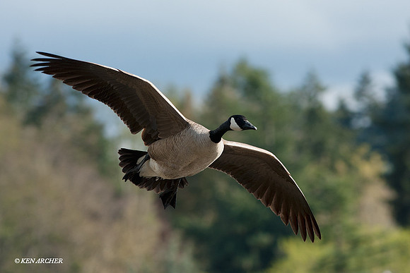 GCFL00357 Greater Canada Geese