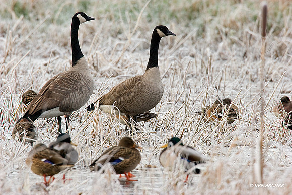 GRCG00114 Greater Canada Geese