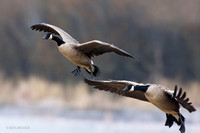 GCFL00453 Greater Canada Geese