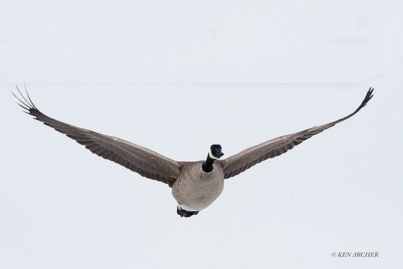 GCFL00391 - Greater Canada Geese