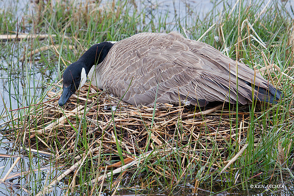 GRCG00399 Greater Canada Geese