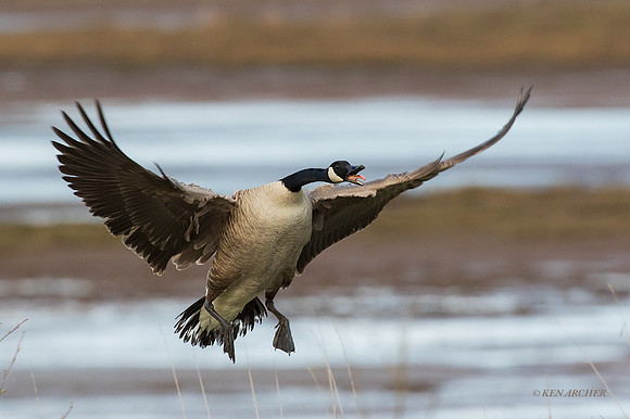 GRCG00899 - Greater Canada Geese