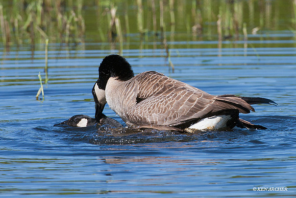 GRCG00303 Greater Canada Geese