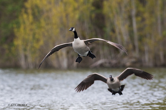 GRCG00864 - Greater Canada Geese