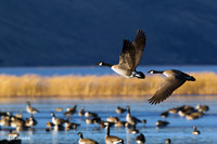 Greater Canada Geese in Flight - GCFL00608