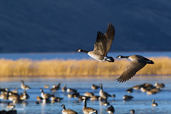 Greater Canada Geese in Flight - GCFL00608