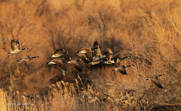 GRFL01497 - Greater Canada Goose