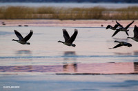 GCFL00766 Greater Canada Geese