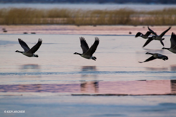 GCFL00766 Greater Canada Geese