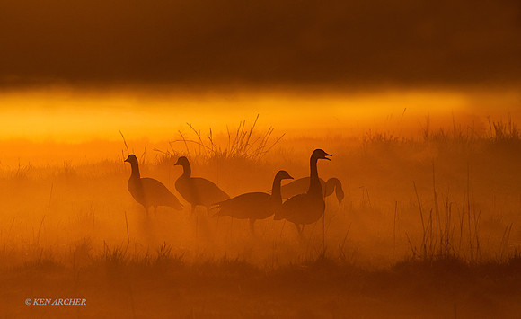 GRCG00759 - Greater Canada Geese