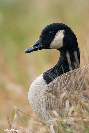 GRCG00130 Greater Canada Geese