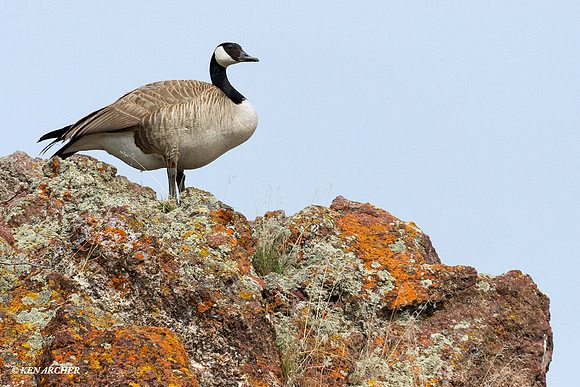 GRCG00210 Greater Canada Geese