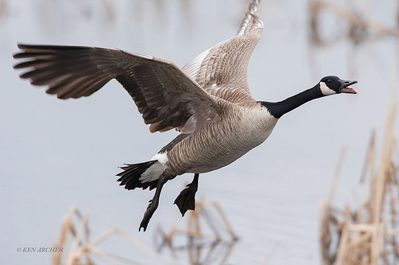 GRFL00876 - Greater Canada Goose