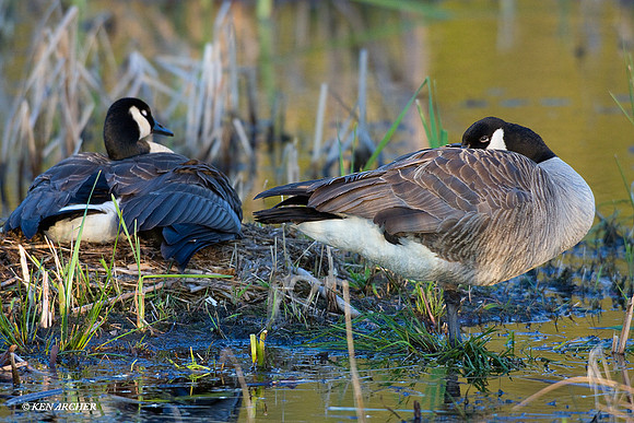 GRCG00254 Greater Canada Goose