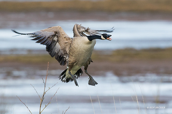 GRCG00898 Greater Canada Geese