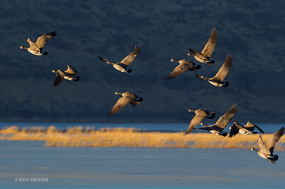 GCFL00600 - Greater Canada Geese