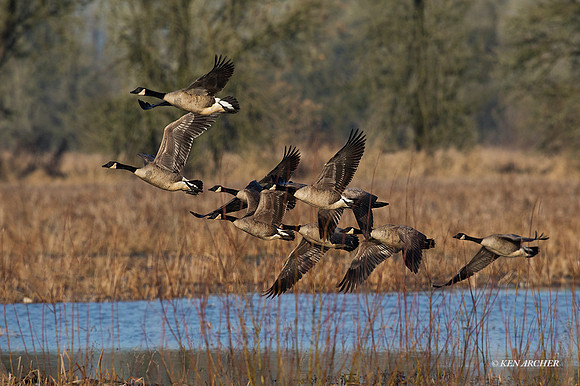 GRFL00897 - Greater Canada Goose