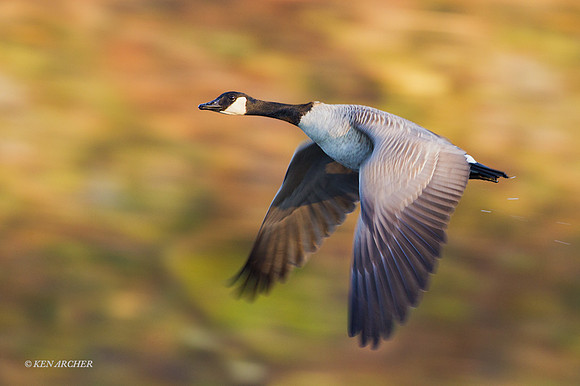 GCFL00817 - Greater Canada Geese