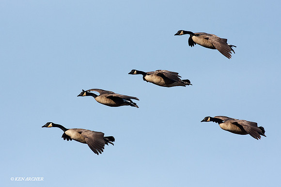 GCFL00366 Greater Canada Geese