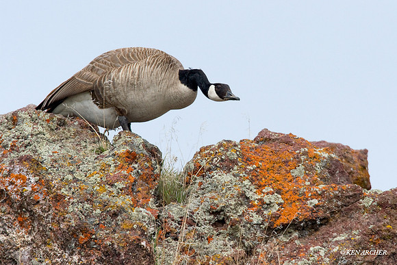 GRCG00220 Greater Canada Geese