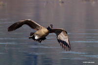 GCFL00318 Greater Canada Geese