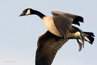 GCFL00196 Greater Canada Goose