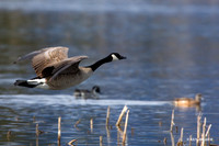 GCFL00209 Greater Canada Goose
