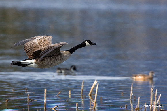 GCFL00209 Greater Canada Goose