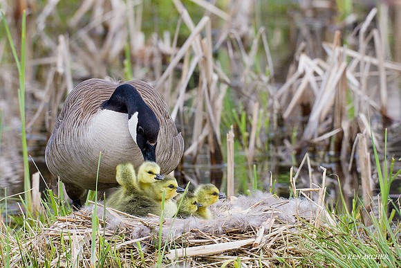 CGGS00269 Canada Goose Goslings