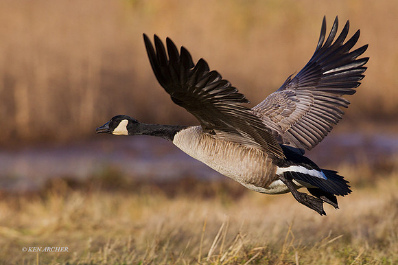 GCFL00528 - Greater Canada Geese