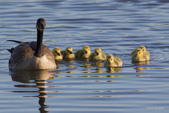 CGGS00316 Canada Geese Goslings