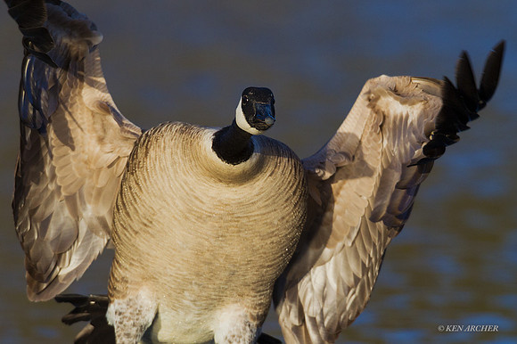 GCFL00518 - Greater Canada Geese