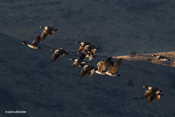 GCFL00603 Greater Canada Geese