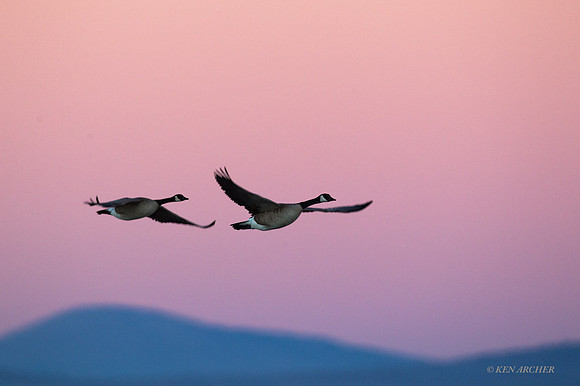 GCFL00760 - Greater Canada Geese