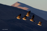 Greater Canada Geese