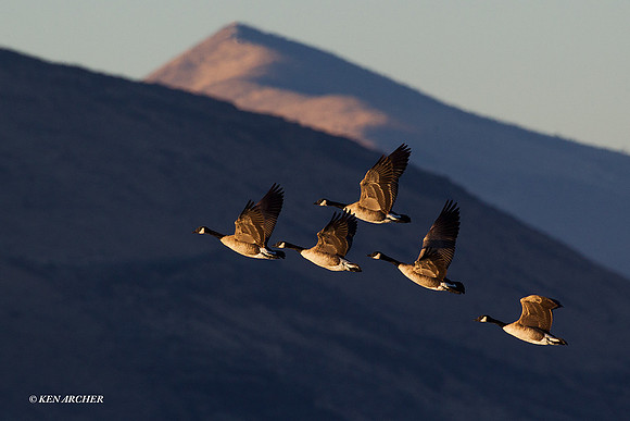 Greater Canada Geese