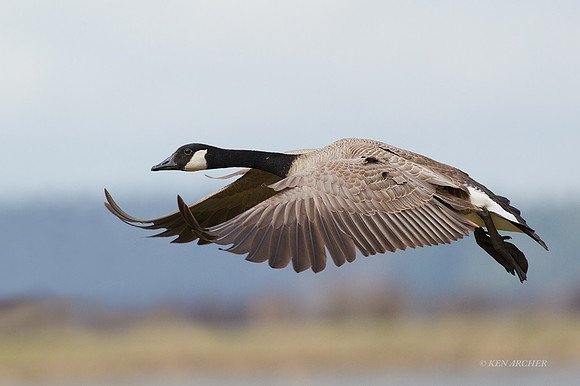 GCFL00468 - Greater Canada Geese