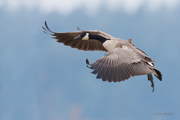 GCFL00429 - Greater Canada Geese