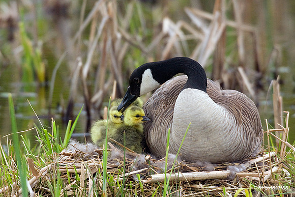 Canada Geese